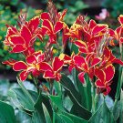 5 Seeds - LIVE RHIZOME Large Poly Gay Canna Lily Rhizome Variegated Tricolor