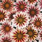 30 Gazania White Yellow Petals Purple Black Stripe Treasure Flower Seeds