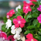 20 Vinca Rosea Periwinkle Little Linda Mixed Seeds