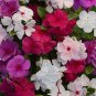 20 Vinca Rosea Periwinkle Little Linda Mixed Seeds