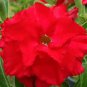 2 Variegated Adenium Obesum Red Dragon Desert Rose Flowers Seeds