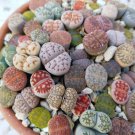 100 Mix Living Stone Plants Seeds