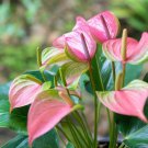 100 Anthurium Light Pink Flowers Seeds