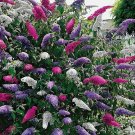 50 Mixed Butterfly Bush Buddleia Davidii Seeds