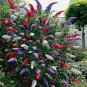50 Mixed Butterfly Bush Buddleia Davidii Seeds