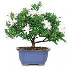 5 Rare Gardenia Bonsai (Cape Jasmine) Amazing Smell & Beautiful Flower Seeds