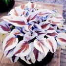 100 Colorful Hosta Seeds