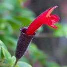 100 Rare Flower Lipstick Seeds