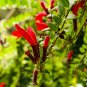 100 Rare Flower Lipstick Seeds