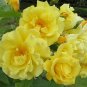 50 Big Blooming Yellow Turbine-like Climbing Rose Seeds