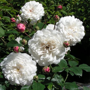 50 Rare 'Tranquillity' Radiant Ravishing Pure White Fragrant Rose Flower Seeds