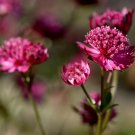 20 Astrantia Major-hybrida 'Ruby Cloud' Hattie's Pincushion Flower Seeds