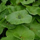 5 Primrose Petasites Japonicus Giganteus Dinosaur Seeds