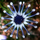 100 Mixed African Blue Eyed Daisy Flowers Osteospermum Bonsai Seeds