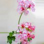 20 Kasuki White & Red Edge Geranium Garden Pelargonium Peltatum Flowers Seeds