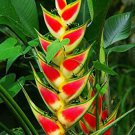 100 Heliconia Rare Color Sucuulent Plant Seeds