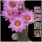 50 Cactus Seeds Pink Flowers Seeds