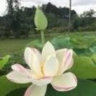 5 Nelumbo Nucifera ‘Empress’ Lotus Seeds