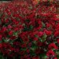 200 Dark Red Velour Petunia Seeds