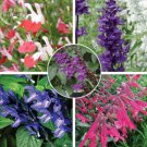 20 Salvia with tubular flowers Seeds