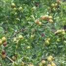 20 Ziziphus Jujube Seeds Chinese Date Hardy Plant Seeds