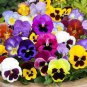 50 Pansy Swiss Waved Mixed Seeds