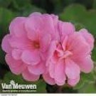 10 Geranium Sybil Pink Seeds