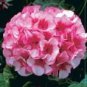 10 Geranium Mixed 9 Types of Bonsai Seeds