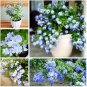 100 Ceratostigma Plumbaginoides Bonsai Seeds