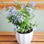 100 Ceratostigma Plumbaginoides Bonsai Seeds