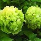 5 Rare 'Lv Juren' Green Peony Shrub Seeds