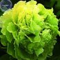 5 Rare 'Lv Juren' Green Peony Shrub Seeds