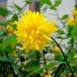 50 Rare Kerria Japonica Seeds