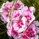 10 Geranium Whitish Light Pink Single Petals with Rose Red Edge Centre Flowers Seeds