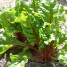 20 Perpetual Spinach varieties Swiss Chard Pink Flamngo Seeds