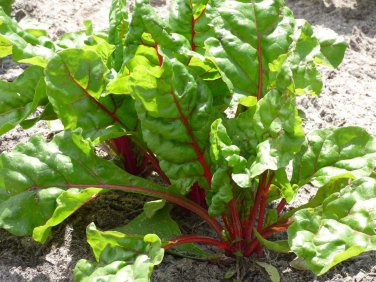 20 Perpetual Spinach varieties Swiss Chard Pink Flamngo Seeds