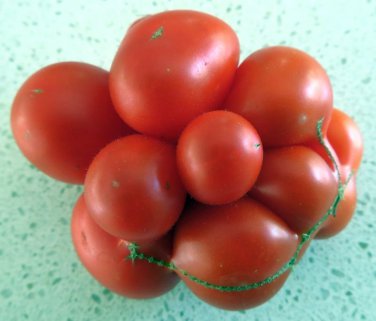 100 Unusual Rare Heirloom Reisetomate Tomato Seeds