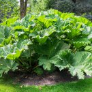 7 Gunnera Manicata Seeds