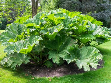 7 Gunnera Manicata Seeds