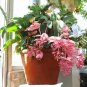 100 Medinilla Magnifica Plant Very Beautiful Bonsai Flower Plant Seeds