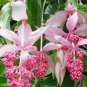 100 Medinilla Magnifica Plant Very Beautiful Bonsai Flower Plant Seeds