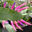 5 Wittia Amazonica Amazing Epiphyllum Seeds