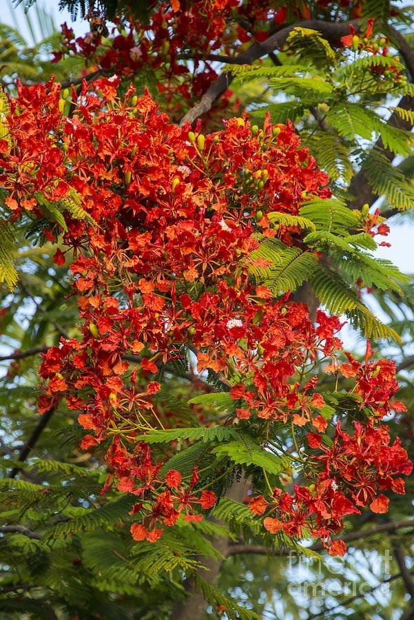 20 Delonix Regia Red Flame Tree Seeds