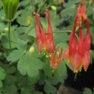 50 'lantern' Brown Orange Aquilegia Columbine Garden Perennial Flowers Seeds
