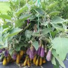 200 Eggplant 'Fairy Tale' Purple Yellow Vegetable Seeds