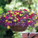 100 Mini Calibrchoa Million Bells Annual Flower Bonsai Seeds
