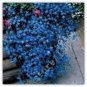 200 Lobelia Blue Hanging Bonsai Flower Seeds