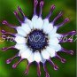 100 African Blue Eyed Daisy Plant Easy Grow Osteospermum bonsais Seeds