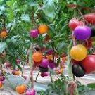 100 very rare imported rainbow tomato Seeds
