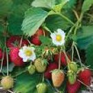 100 Elan F1 Strawberry Seeds